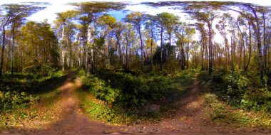 Bir şehir parkının UHD 4K 360 VR Sanal Gerçekliği. Sonbaharda ya da yaz gününde ağaçlar ve yeşil çimenler