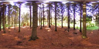 Bir şehir parkının UHD 4K 360 VR Sanal Gerçekliği. Sonbaharda ya da yaz gününde ağaçlar ve yeşil çimenler