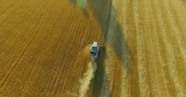 UHD 4k havadan görünümü. Düşük uçuş birleştirmek hasat toplar üzerinde sarı kırsal alan, buğday.