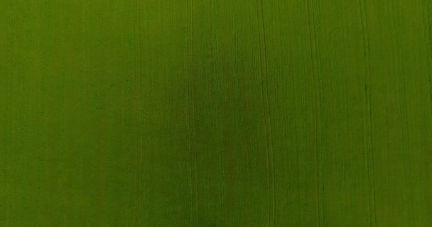 UHD 4K vista aérea. Bajo vuelo sobre campo rural de trigo verde y amarillo. Movimiento vertical . — Vídeos de Stock