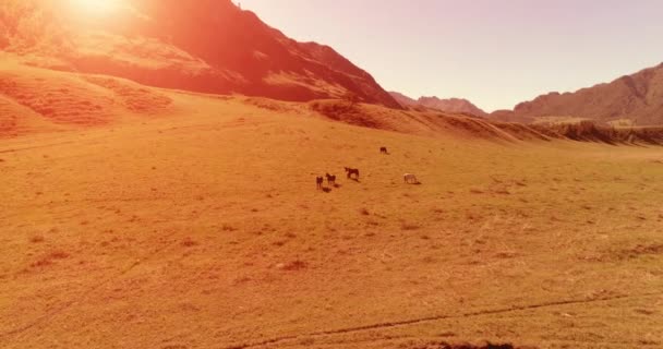 Voo sobre cavalos selvagens rebanho no prado. Primavera montanhas natureza selvagem. Conceito de ecologia da liberdade. — Vídeo de Stock