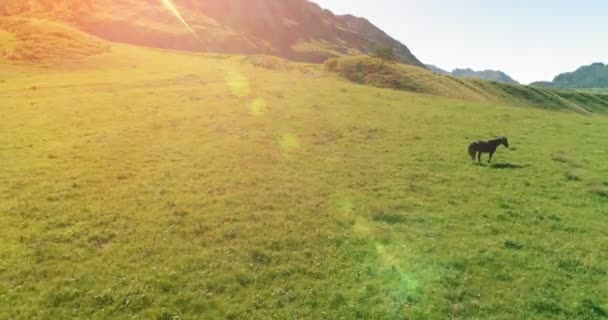 Vlucht over wilde paarden kudde op weide. Lente bergen wilde natuur. Vrijheid ecologisch concept. — Stockvideo