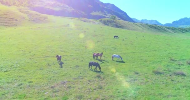 Vuelo sobre el rebaño de caballos salvajes en el prado. Primavera montañas naturaleza salvaje. Concepto de ecología de libertad. — Vídeo de stock