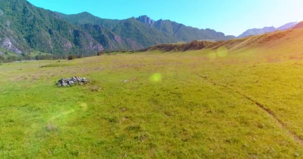 牧草地で野生の馬の群れの上の飛行。春の山野生の自然。自由生態学の概念. — ストック動画