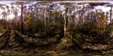 Bir şehir parkının UHD 4K 360 VR Sanal Gerçekliği. Sonbaharda ya da yaz gününde ağaçlar ve yeşil çimenler