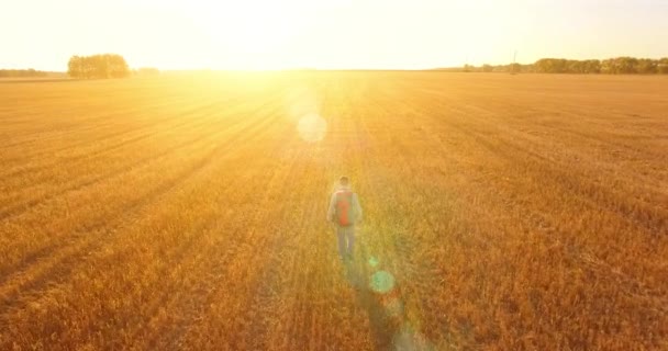 Bajo vuelo sobre joven turista caminando a través de un enorme campo de trigo — Vídeos de Stock