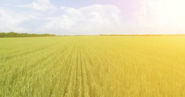 UHD 4k havadan görünümü. Düşük uçuş yeşil ve sarı buğday kırsal alanın üzerine