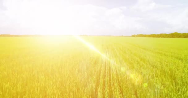 UHD 4K vista aérea. Vôo baixo sobre campo rural de trigo verde e amarelo — Vídeo de Stock