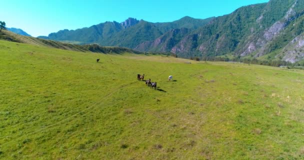 牧草地で野生の馬の群れの上の飛行。春の山野生の自然。自由生態学の概念. — ストック動画