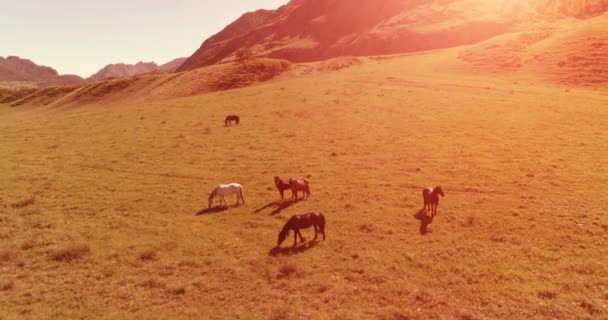 牧草地で野生の馬の群れの上の飛行。春の山野生の自然。自由生態学の概念. — ストック動画