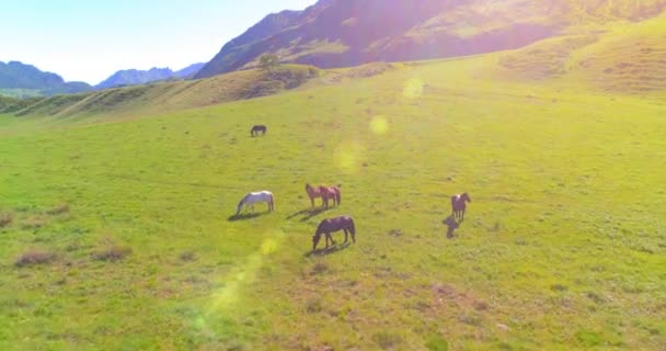 Vlucht over wilde paarden kudde op weide. Lente bergen wilde natuur. Vrijheid ecologisch concept. — Stockvideo