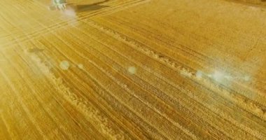 UHD 4k havadan görünümü. Düşük uçuş birleştirmek hasat toplar üzerinde sarı kırsal alan, buğday.