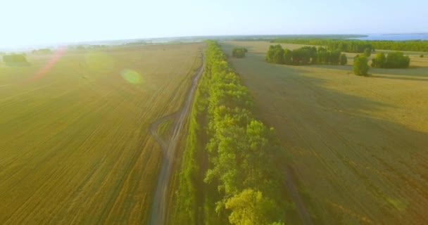 UHD 4K vista aérea. Bajo vuelo sobre el campo rural de trigo verde y amarillo y la línea de árboles — Vídeos de Stock