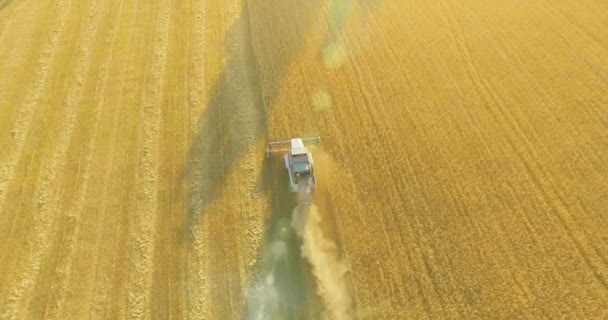 UHD 4k luchtfoto. Lage vlucht over combine harvester verzamelt de tarwe op geel landelijke veld. — Stockvideo