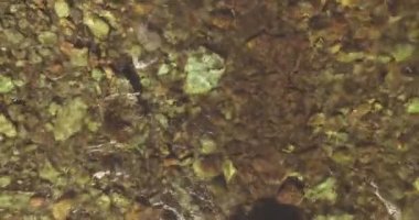 Güneşli yaz sabahında temiz ve taze bir dağ nehri üzerinde uçuşun ortasındayız. Üst görünüm ve yatay hareket