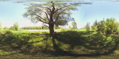 UHD 4K 360 VR Bir nehrin Sanal Gerçekliği güzel dağ ormanlarında kayaların üzerinden akıyor