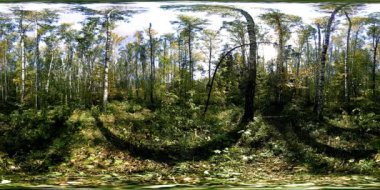 Bir şehir parkının UHD 4K 360 VR Sanal Gerçekliği. Sonbaharda ya da yaz gününde ağaçlar ve yeşil çimenler