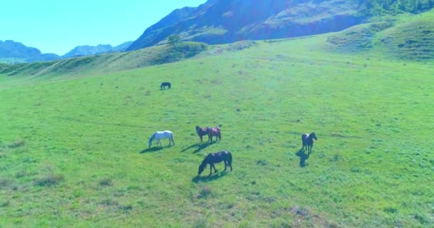 Voo sobre cavalos selvagens rebanho no prado. Primavera montanhas natureza selvagem. Conceito de ecologia da liberdade. — Vídeo de Stock