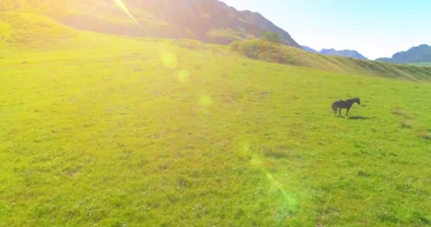 Vol au-dessus de chevaux sauvages troupeau sur prairie. Montagnes printanières nature sauvage. Liberté concept écologie. — Video