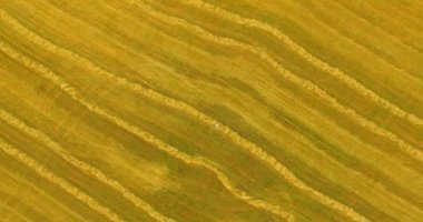 Havadan görünümü. Dikey hareket uçuş sarı buğday alan üzerinde yatan adam üzerinde