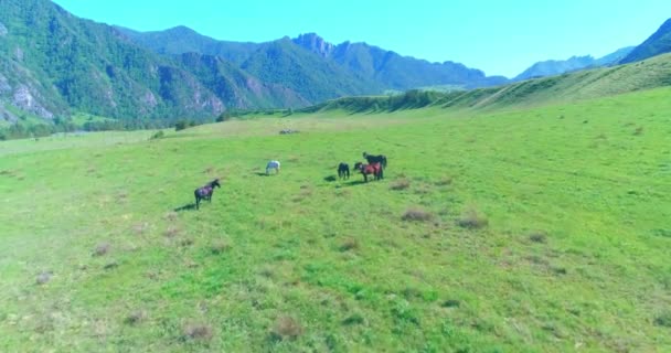 Vuelo sobre el rebaño de caballos salvajes en el prado. Primavera montañas naturaleza salvaje. Concepto de ecología de libertad. — Vídeo de stock