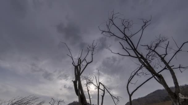 Time lapse di albero della morte e erba gialla secca a paesaggio montano con nuvole e raggi di sole. Movimento cursore orizzontale — Video Stock