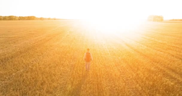Vol bas au-dessus d'un jeune touriste marchant à travers un immense champ de blé — Video