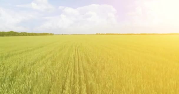 UHD 4k luchtfoto. Lage vlucht over groene en gele rural tarweveld — Stockvideo