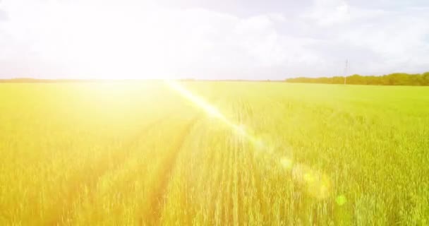 UHD 4k luchtfoto. Lage vlucht over groene en gele rural tarweveld — Stockvideo