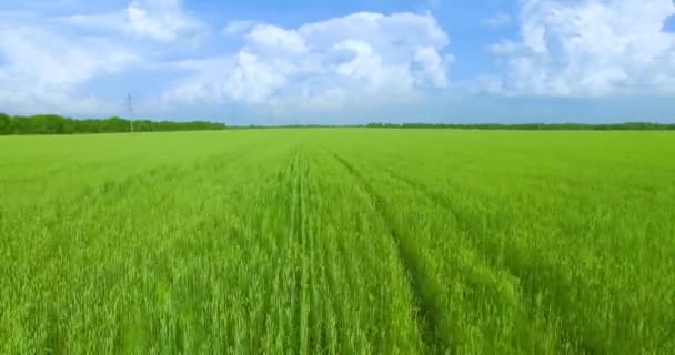 Uhd 4k Luftaufnahme. Tiefflug über grünes und gelbes Weizenfeld — Stockvideo