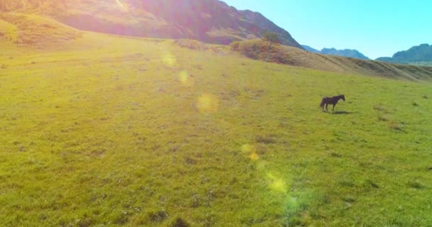 Volo sopra mandrie di cavalli selvatici sul prato. Primavera montagne natura selvaggia. Libertà concetto di ecologia. — Video Stock