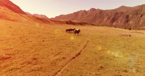 牧草地で野生の馬の群れの上の飛行。春の山野生の自然。自由生態学の概念. — ストック動画