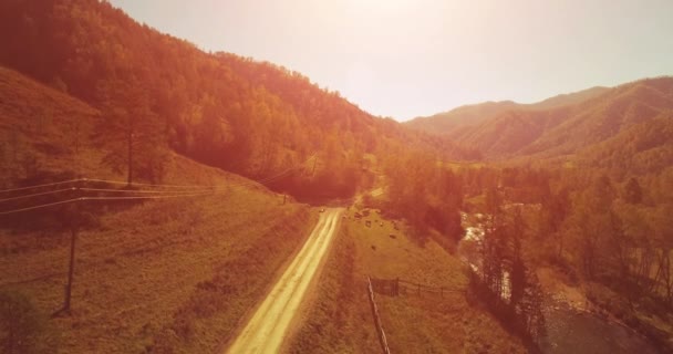 Vol en vol au-dessus d'une rivière de montagne fraîche et d'un pré au matin ensoleillé d'été. Chemin de terre rural en dessous. Vaches et voiture . — Video