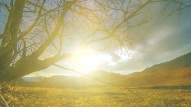 Ölüm ağacı ve dağlık arazide bulutlu ve güneş ışınlı kuru sarı çimenler. Yatay kaydırma hareketi