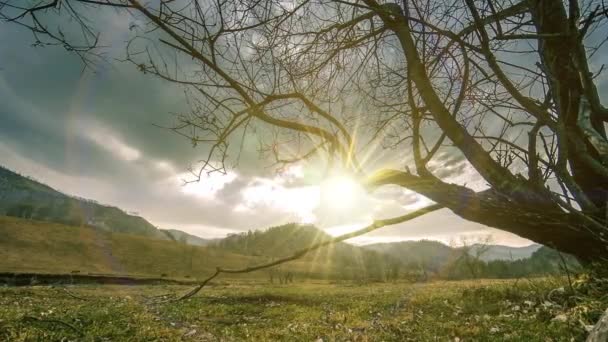 Time lapse of death tree and dry yellow grass at mountian landscape with clouds and sun rays. Movimiento deslizante horizontal — Vídeos de Stock