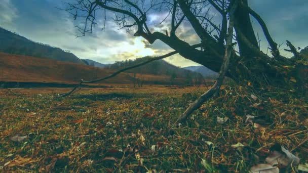 Time lapse of death tree and dry yellow grass at mountian landscape με σύννεφα και ακτίνες του ήλιου. Οριζόντια κίνηση κύλισης — Αρχείο Βίντεο