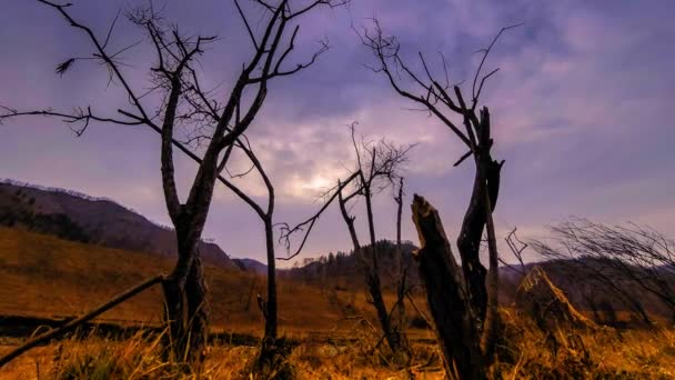 Zeitraffer von Todesbaum und trockenem, gelbem Gras in bergiger Landschaft mit Wolken und Sonnenstrahlen. Horizontale Schieberbewegung — Stockvideo