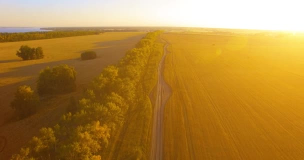 UHD 4K vista aérea. Vôo baixo sobre campo rural de trigo verde e amarelo e linha de árvore — Vídeo de Stock