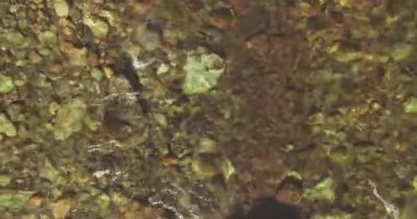 Güneşli yaz sabahında temiz ve taze bir dağ nehri üzerinde uçuşun ortasındayız. Üst görünüm ve yatay hareket