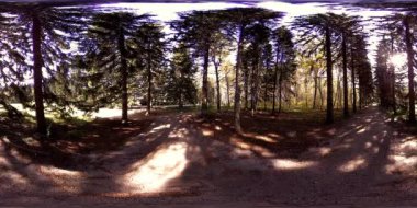 Bir şehir parkının UHD 4K 360 VR Sanal Gerçekliği. Sonbaharda ya da yaz gününde ağaçlar ve yeşil çimenler