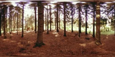 Bir şehir parkının UHD 4K 360 VR Sanal Gerçekliği. Sonbaharda ya da yaz gününde ağaçlar ve yeşil çimenler