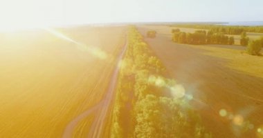 UHD 4k havadan görünümü. Yeşil ve sarı buğday kırsal alanın üzerine uçuş düşük ve satır ağacı