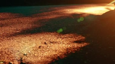 Asfalt yolda koşan sporcu. Kırsal şehir parkı. Yeşil ağaç ormanı ve ufukta güneş ışığı.