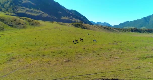 Flyg över vilda hästar hjord på äng. Vårberg vild natur. Frihetsekologi. — Stockvideo