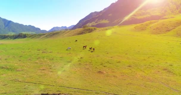 Flyvning over vilde heste besætning på eng. Spring bjerge vilde natur. Frihed økologi koncept. – Stock-video