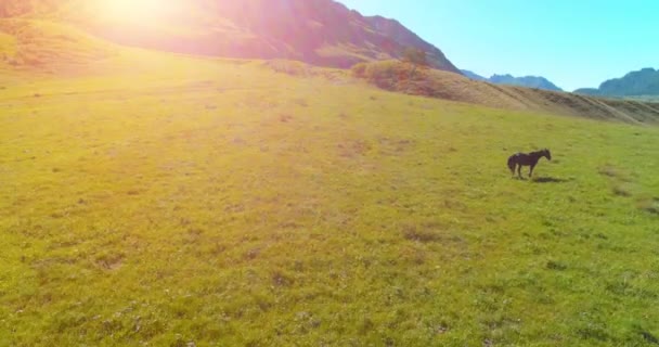 Repülés vad lovak csordája felett a réten. Tavaszi hegyek vad természet. Szabadság-ökológia. — Stock videók