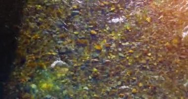 Güneşli yaz sabahında temiz ve taze bir dağ nehri üzerinde uçuşun ortasındayız. Üst görünüm ve yatay hareket