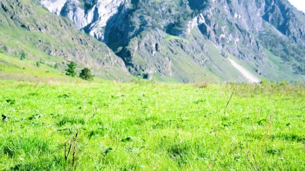 Senderismo hombre caminando en el prado de montaña verde con mochila. Verano deporte y recreación concepto . — Vídeo de stock