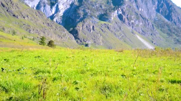 Sırt çantası ile yeşil dağ çayır üzerinde yürüyen adam hiking. Yaz spor ve eğlence kavramı. — Stok video