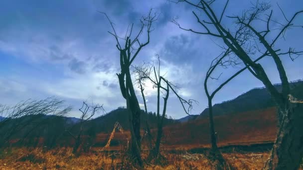 Time lapse of death tree and dry yellow grass at mountian landscape with clouds and sun rays. Mouvement horizontal du curseur — Video